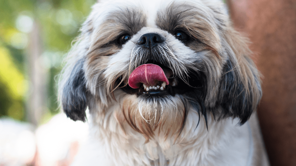 Quais as Vantagens de Ter um Shih Tzu