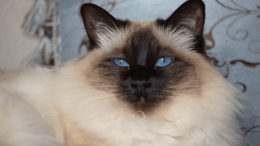 Urina de Gato Pode Transmitir Doença