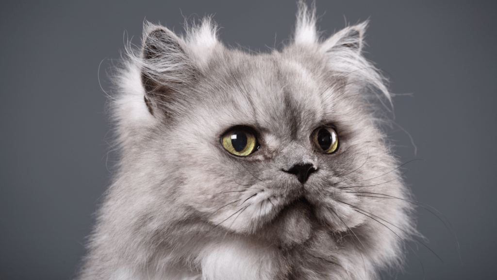 Urina de Gato Pode Transmitir Doença