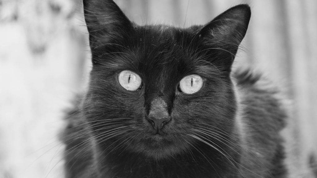 Urina de Gato Pode Transmitir Doença