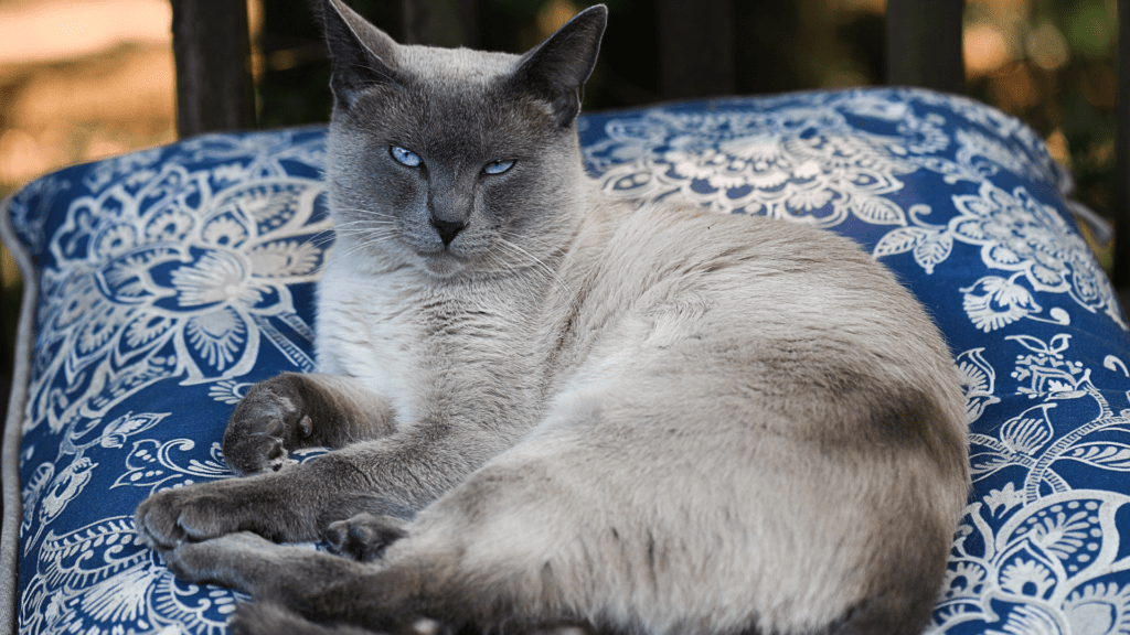 Urina de Gato Pode Transmitir Doença