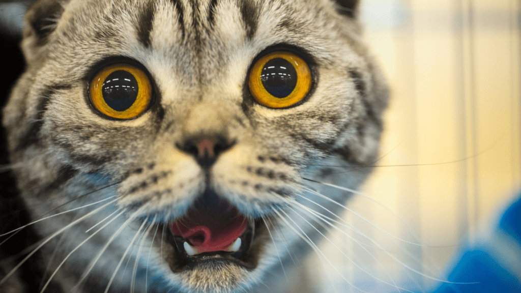 a Linguagem Corporal de Seu Pet