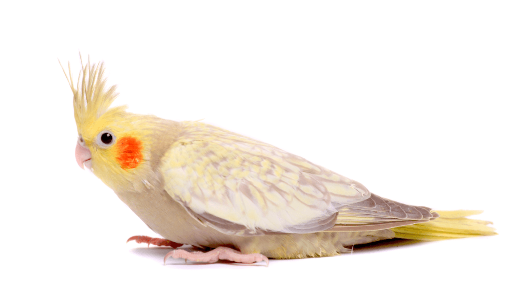 10 Dicas para Ter uma Calopsita