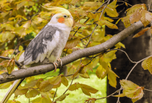 10 Dicas para Ter uma Calopsita