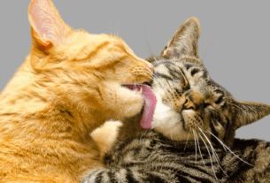 12 Fatos Incríveis Sobre Gatos Que Você Não Sabia