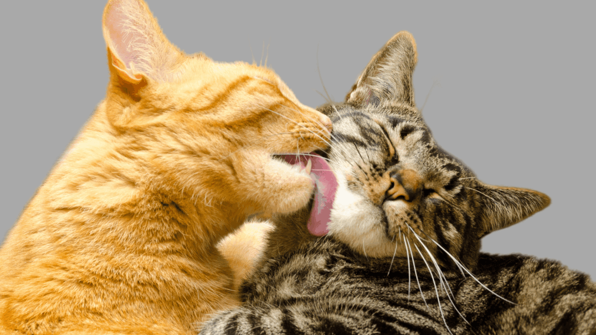 12 Fatos Incríveis Sobre Gatos Que Você Não Sabia