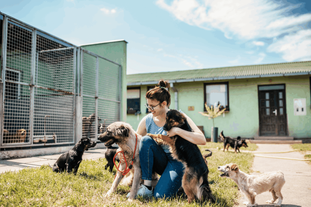 12 Maneiras de Ajudar Abrigos de Animais