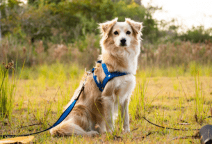 A Importância da Coleira para os Animais de Estimação