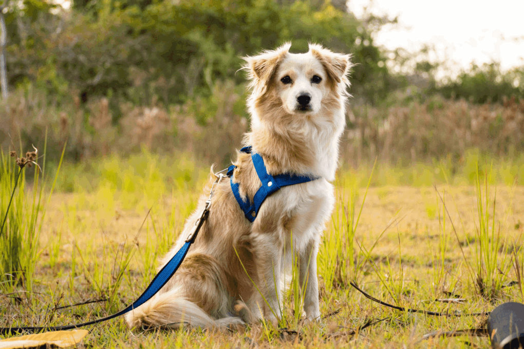 A Importância da Coleira para os Animais de Estimação