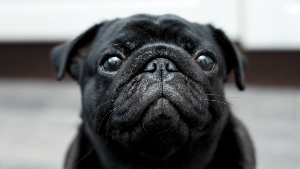 Cães Braquicéfalos