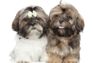 Cães Braquicéfalos