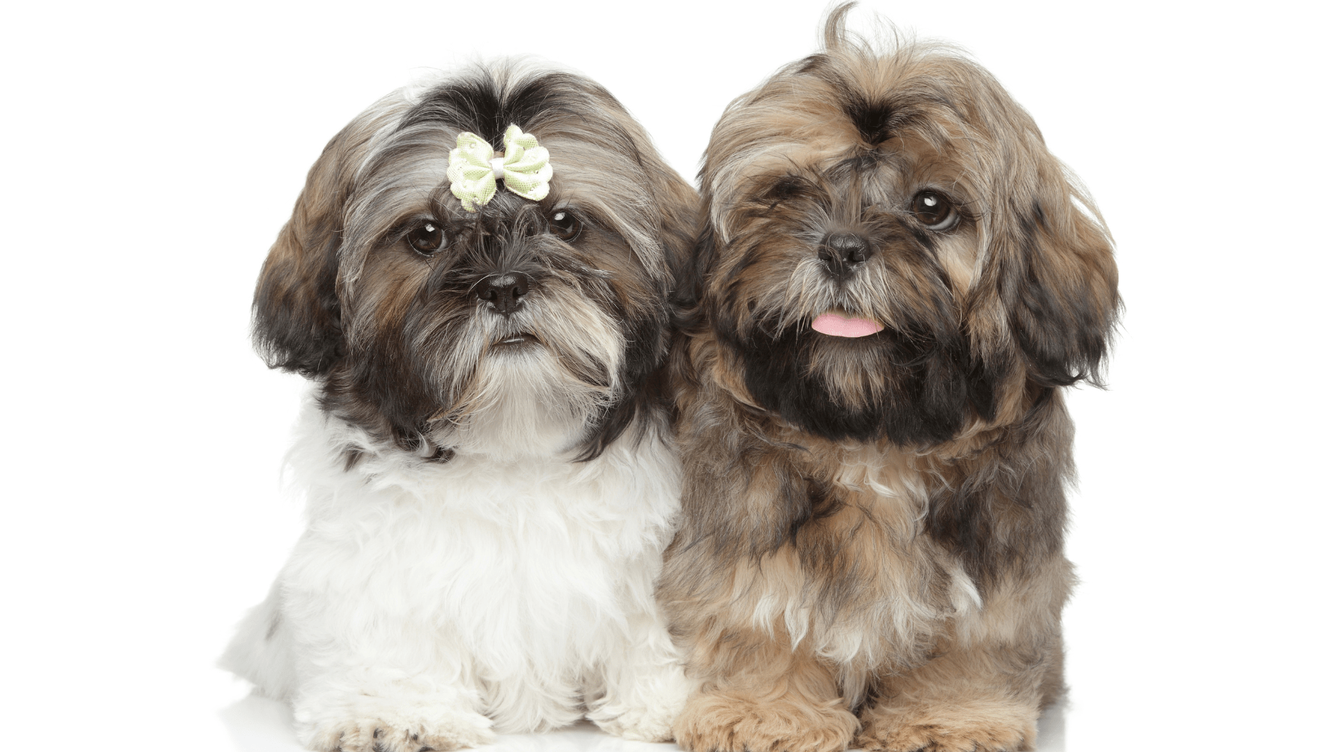Cães Braquicéfalos