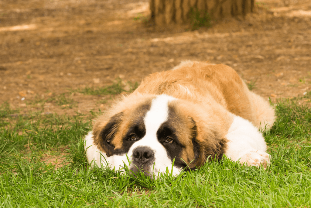 Cão da Raça São Bernardo