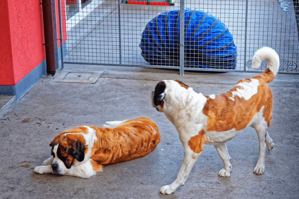 Cão da Raça São Bernardo