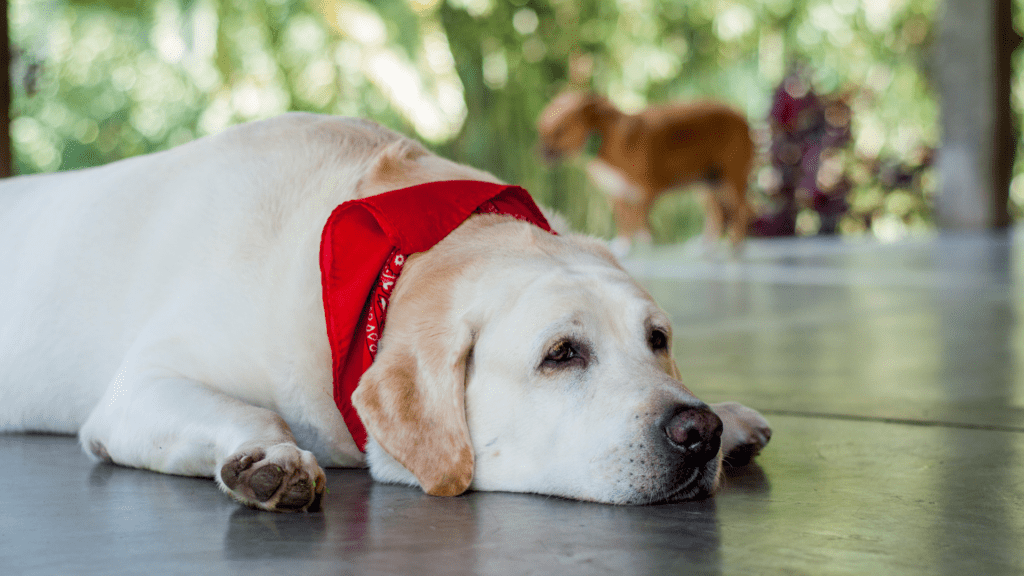 Como Prevenir Obesidade em Pets