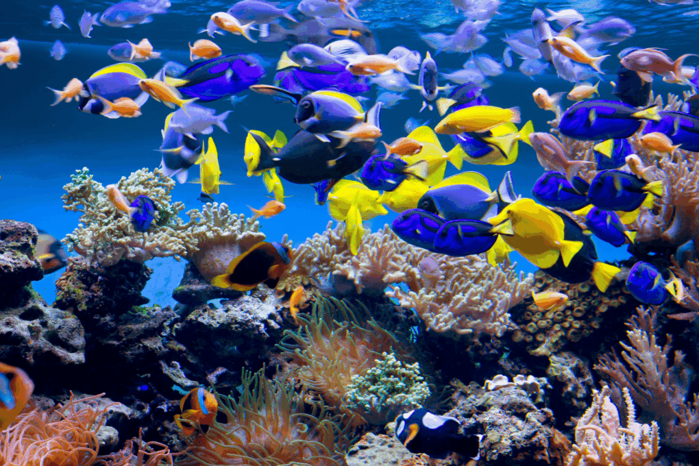 Como Tratar a Água do Aquário