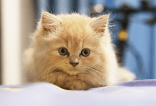 Como evitar bolas de pelo em gatos