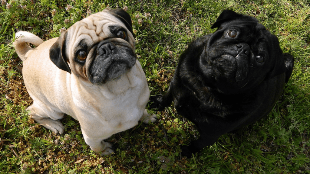 Conheça 12 Curiosidades sobre Pug