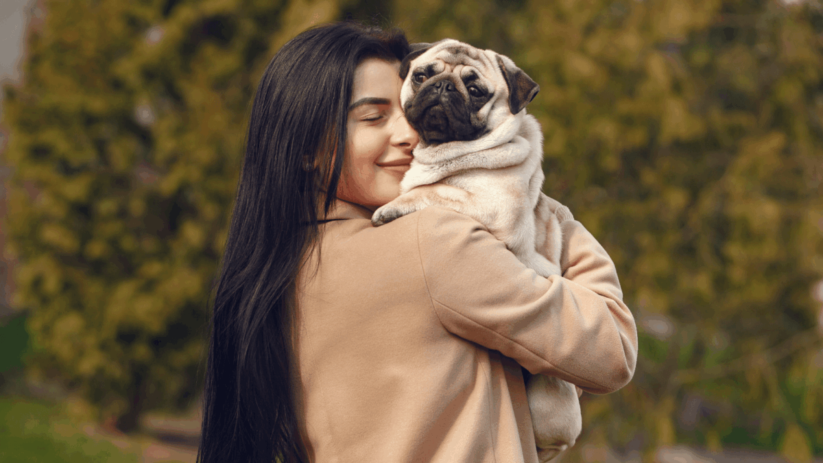 Conheça 12 Curiosidades sobre Pug