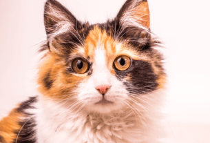 Dicas para Manter a Saúde Mental dos Pets