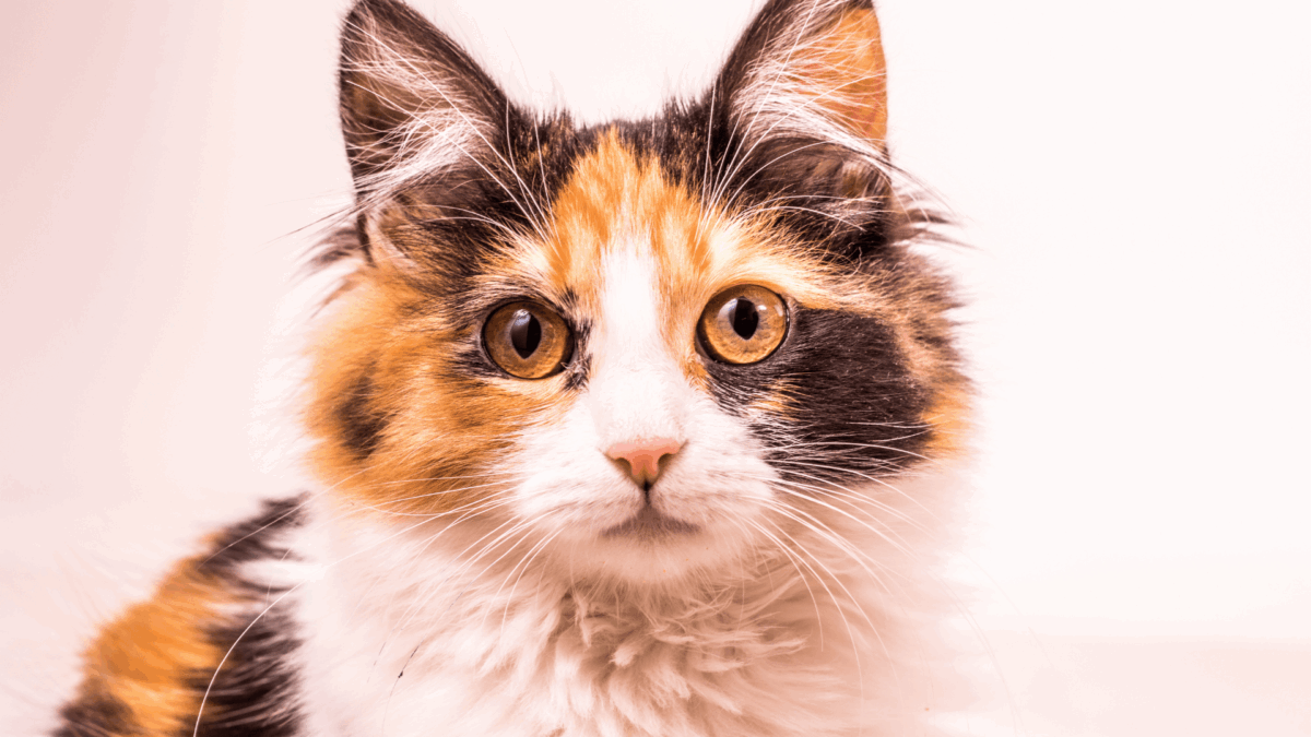 Dicas para Manter a Saúde Mental dos Pets