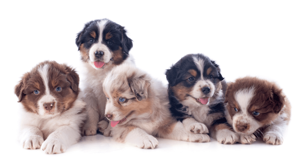 Escolher entre Gato e Cachorro para Adoção