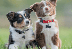 Escolher entre Gato e Cachorro para Adoção