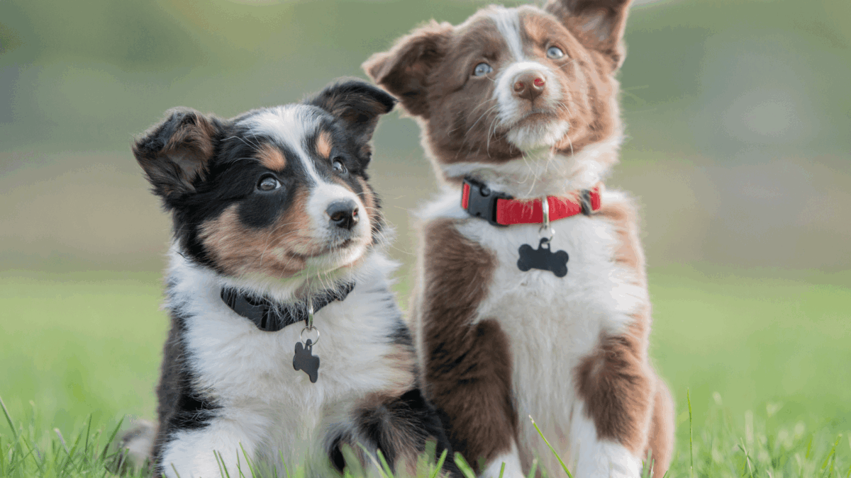 Escolher entre Gato e Cachorro para Adoção