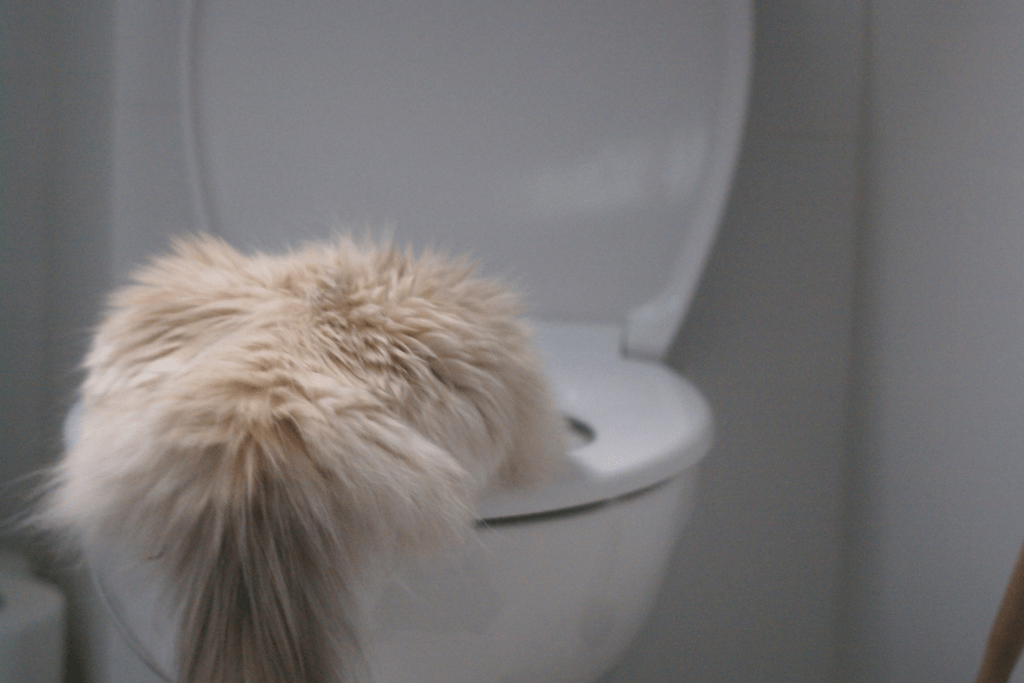 Gato Vomitando Saiba o Que Fazer