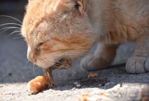 Gato Vomitando Saiba o Que Fazer