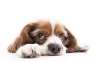 Giardia Pode Eliminar