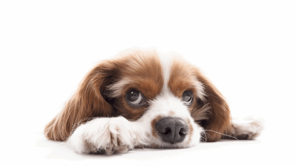 Giardia Pode Eliminar