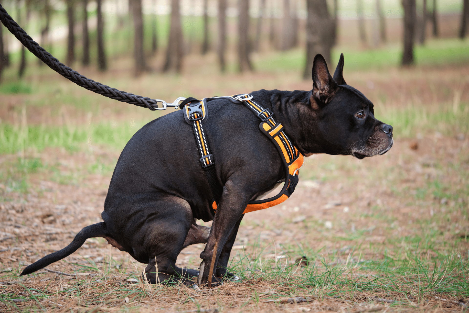 Não Recolher as Fezes dos Pets