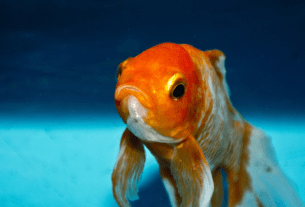 Peixe de Aquário Dourado