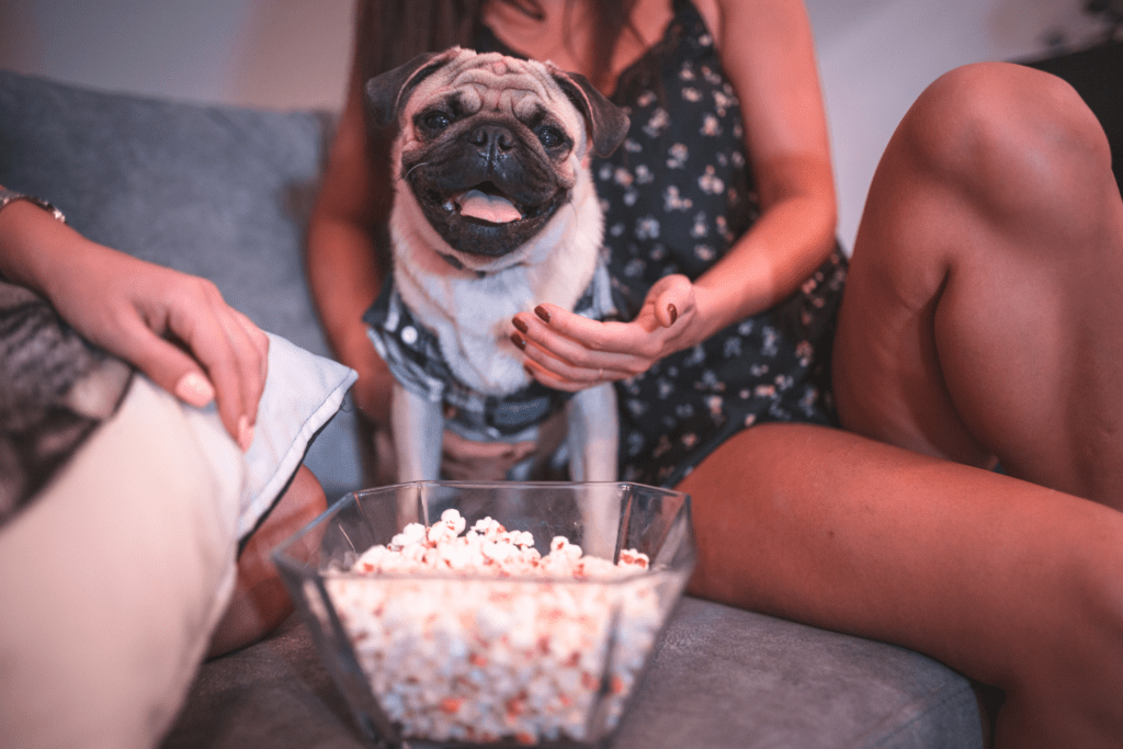 Pode Dar Pipoca para Cachorro