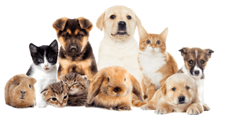 Qual a Origem e o que Mais a Palavra ‘Pet’ Significa?