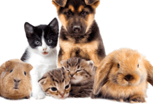 Qual a Origem e o que Mais a Palavra ‘Pet’ Significa