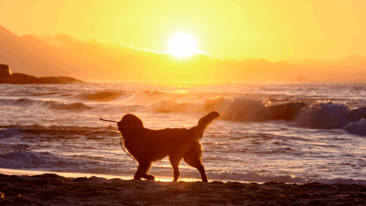 Vaguito: A comovente história de um cão