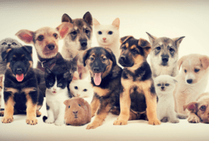 Vermifugar Protegendo a Saúde do Seu Pet