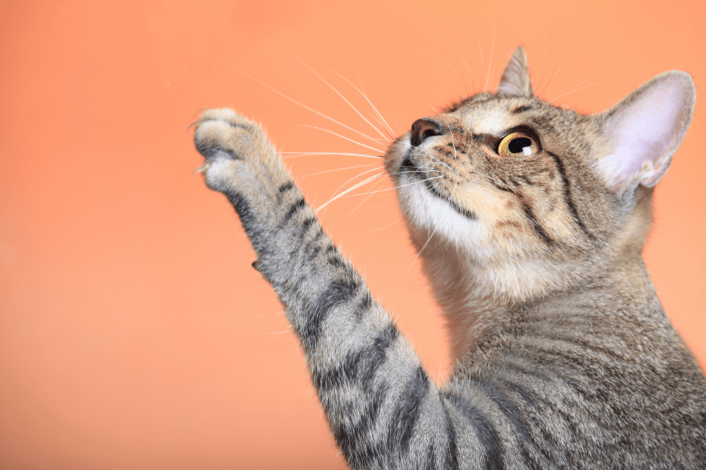 Benefícios da Aromaterapia para Animais de Estimação