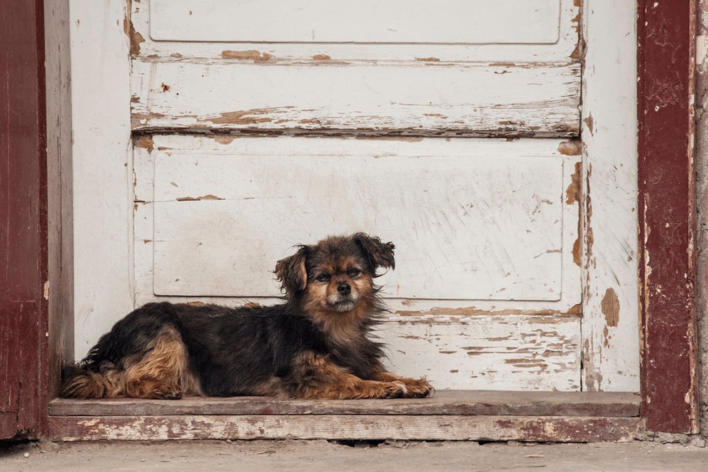 Como Resolver o Problema de Cachorros de Rua