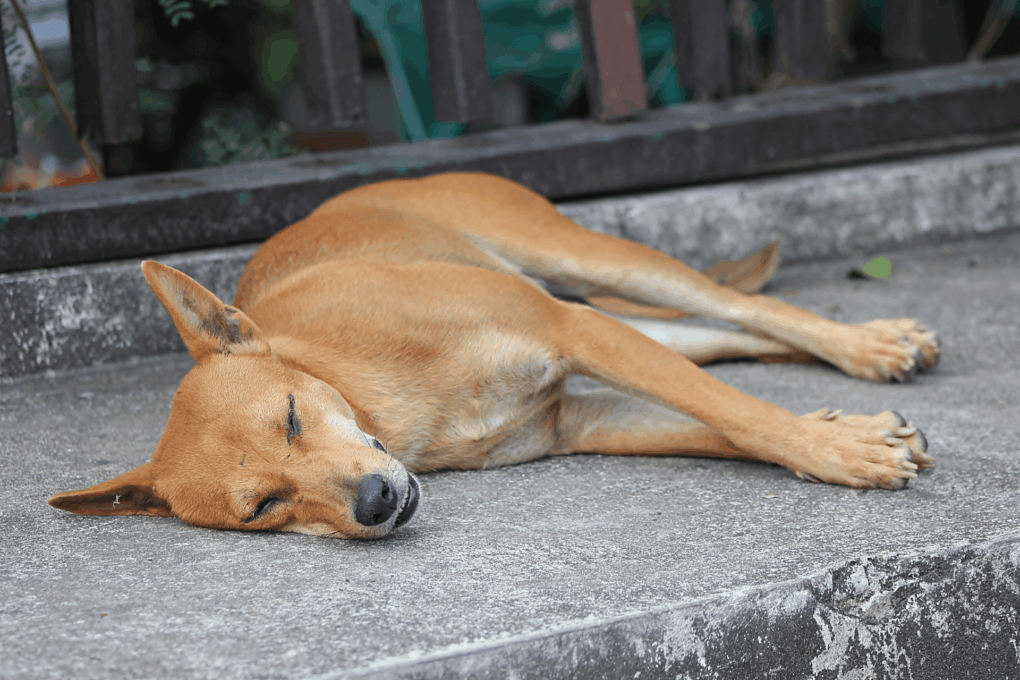 Como Resolver o Problema de Cachorros de Rua