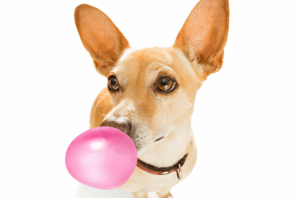 Meu Cachorro Comeu Chiclete, e Agora