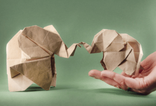 O que diz a lei que protege os animais