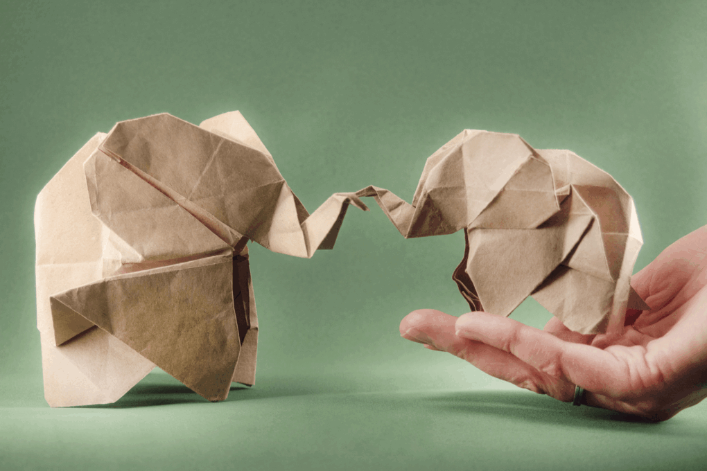 O que diz a lei que protege os animais