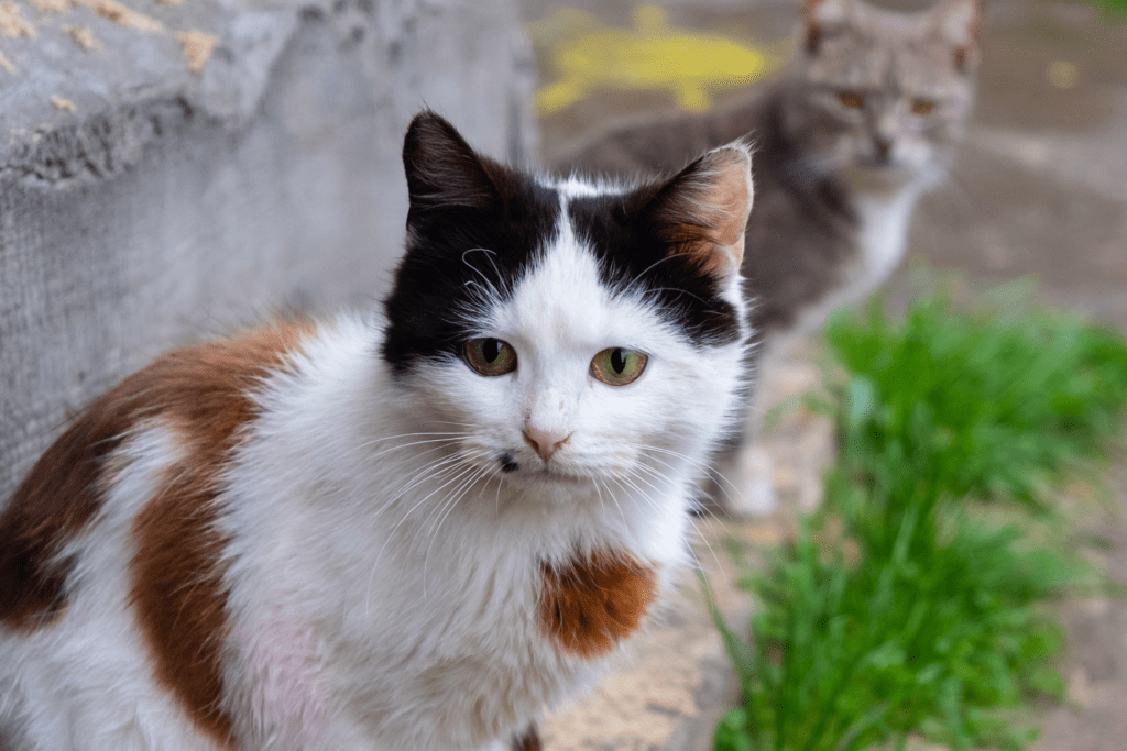 O que diz a lei que protege os animais