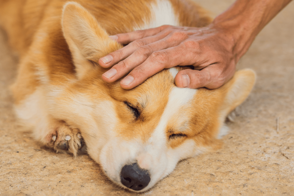 O que diz a lei que protege os animais