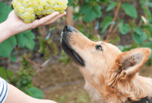 Por que Cachorro Não Pode Comer Uva