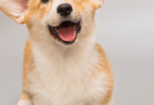 Cachorros Ajudam na Paquera!