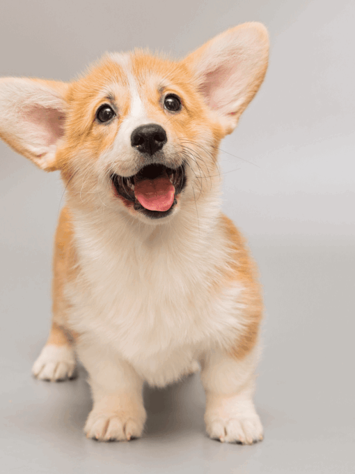 Cachorros Ajudam na Paquera!